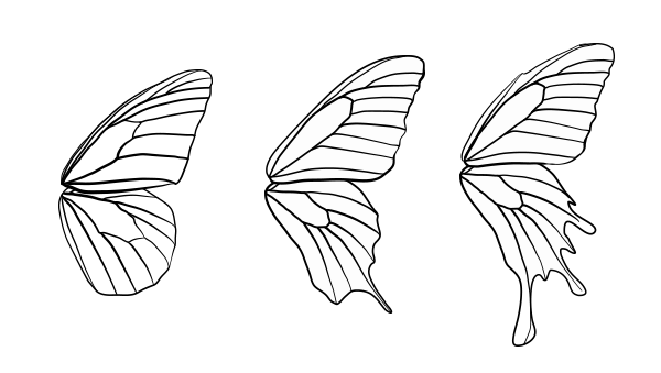 Butterfly Wings Drawing Photo