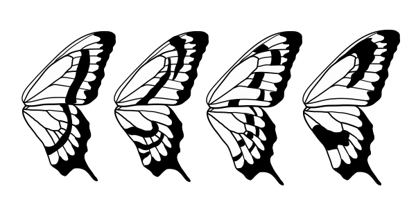 Butterfly Wings Drawing Pic