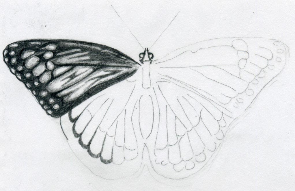 Butterfly Wings Drawing Picture