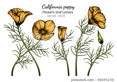 CA Poppy Drawing Beautiful Image