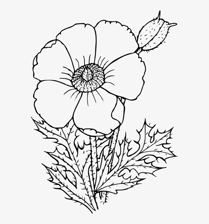 CA Poppy Drawing Creative Art