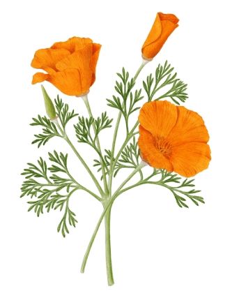 CA Poppy Drawing High-Quality