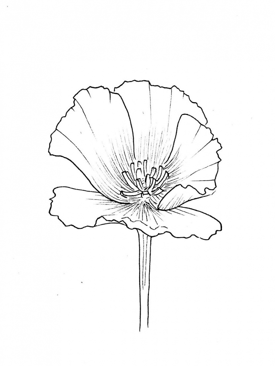 CA Poppy Drawing Image