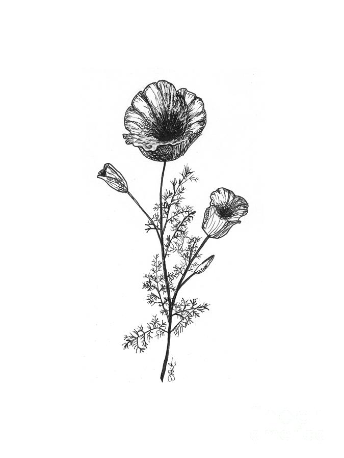 CA Poppy Drawing Pic