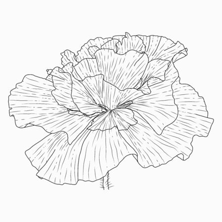 CA Poppy Drawing Picture