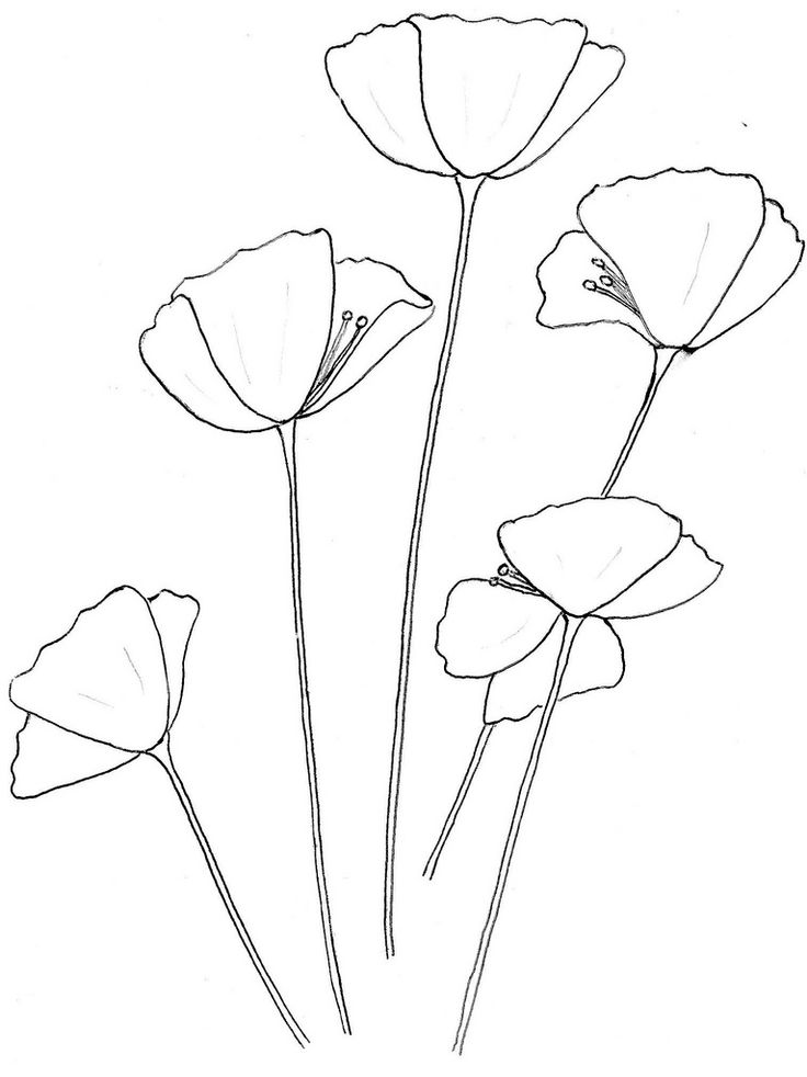 CA Poppy Drawing Realistic