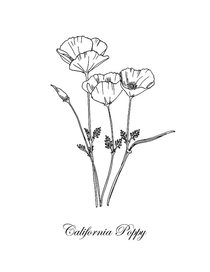 CA Poppy Drawing