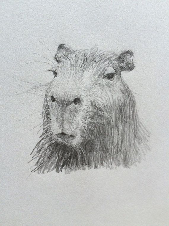 Capybara Art Drawing