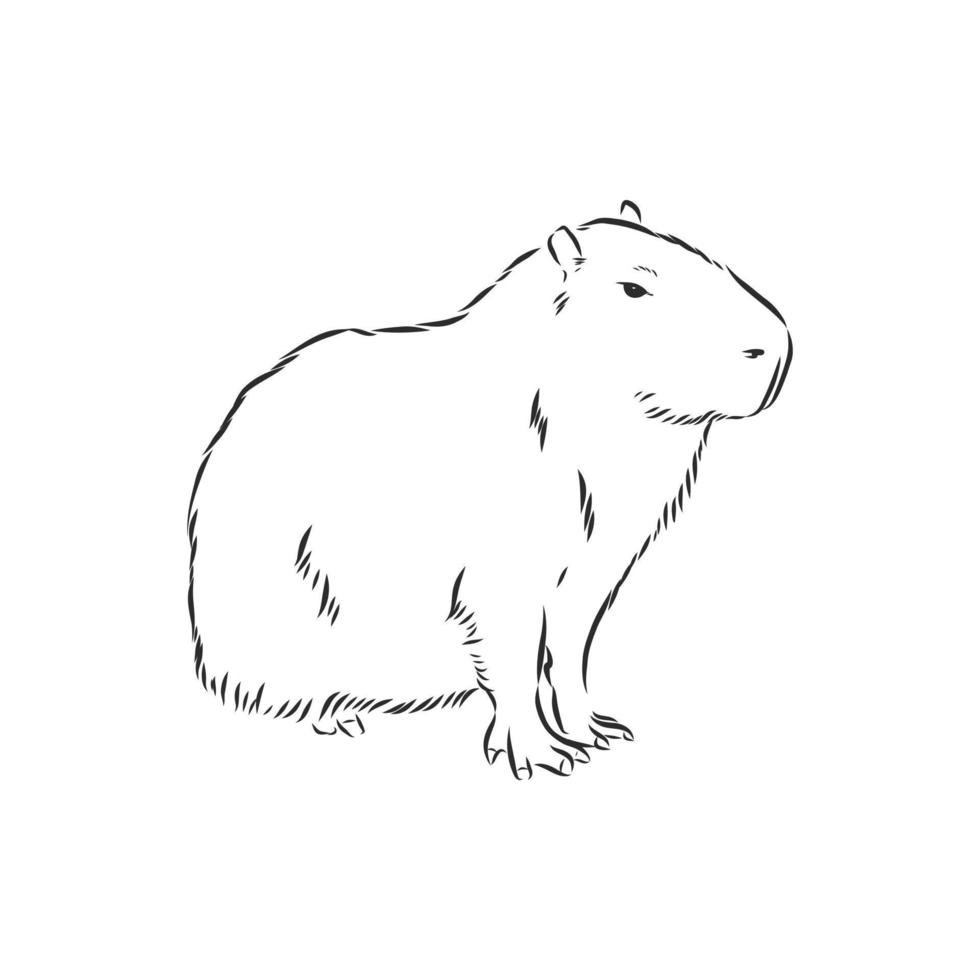 Capybara Drawing Art