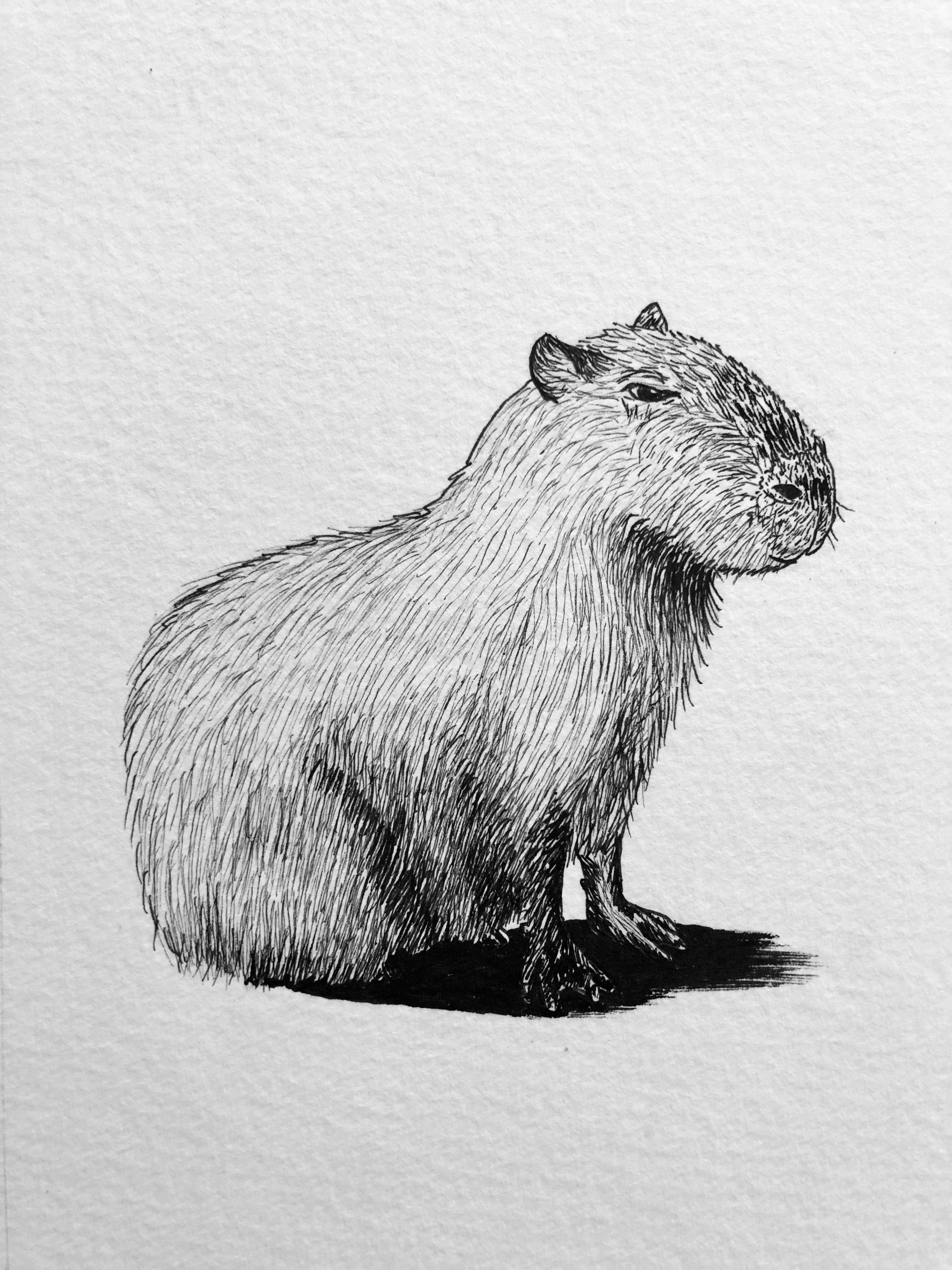 Capybara Drawing High-Quality