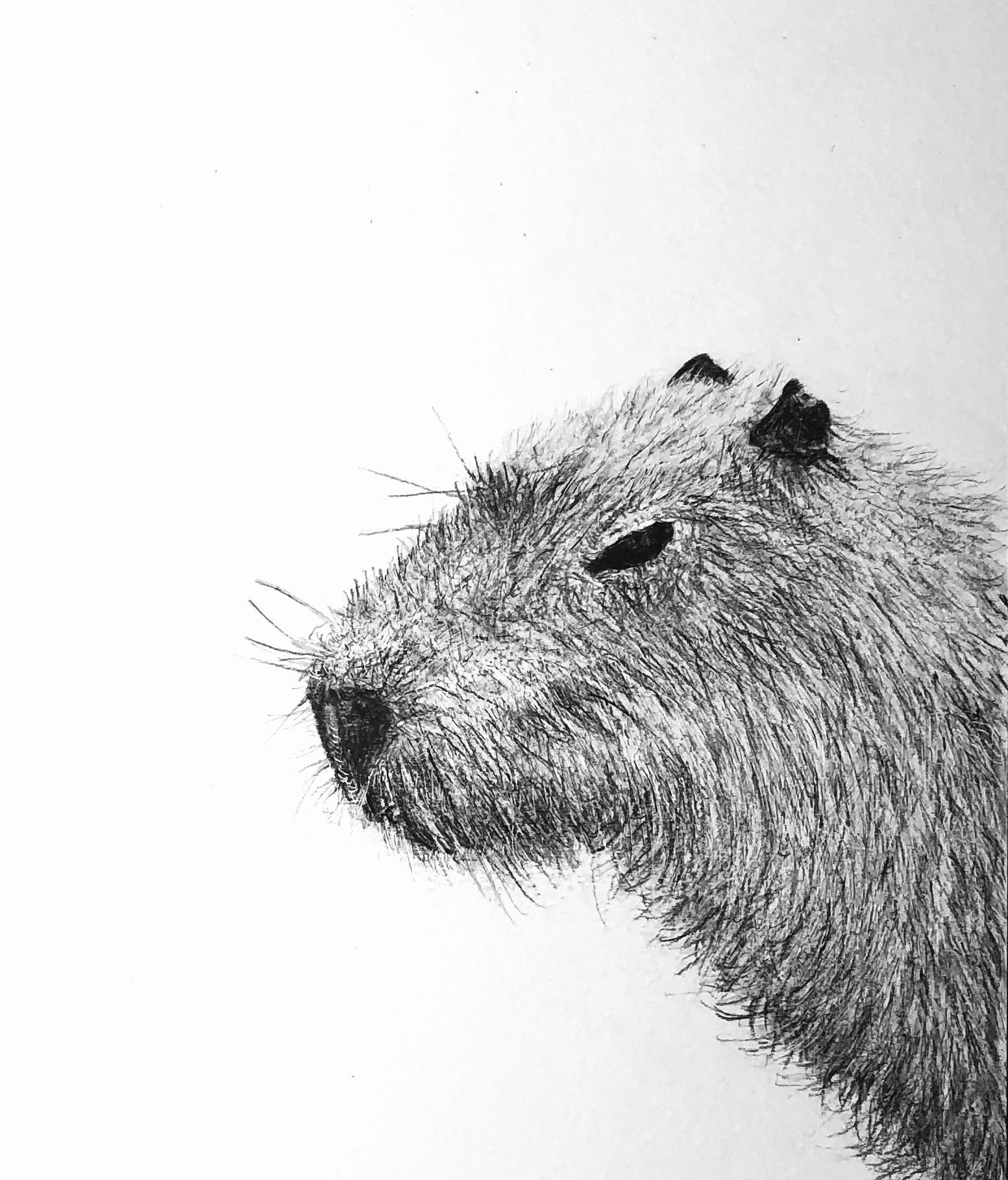 Capybara Drawing Images