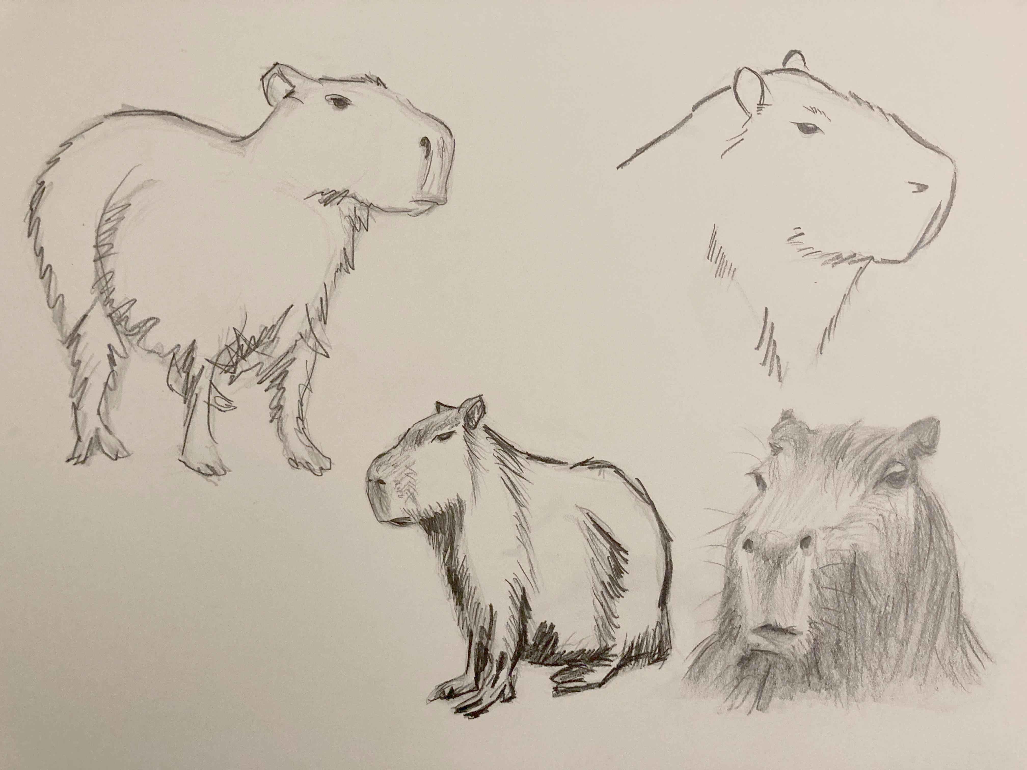 Capybara Drawing Sketch