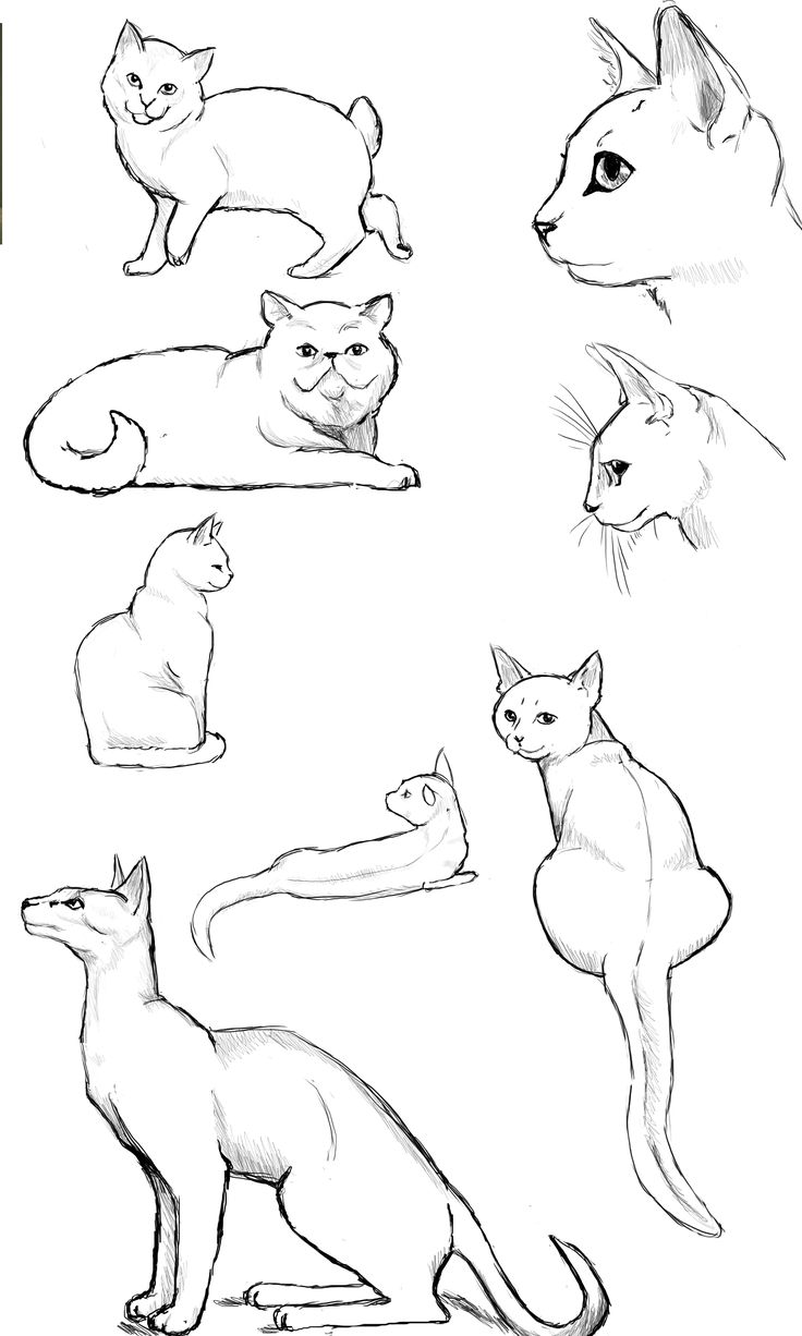 Cats Anatomy Drawing Beautiful Image