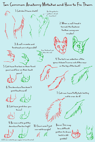 Cats Anatomy Drawing Creative Art