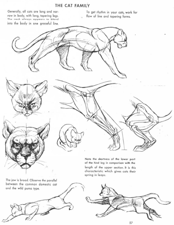 Cats Anatomy Drawing Images