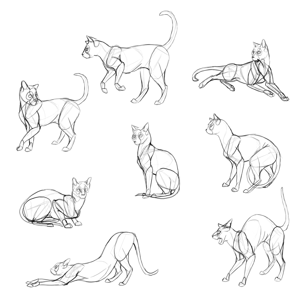 Cats Anatomy Drawing Photo