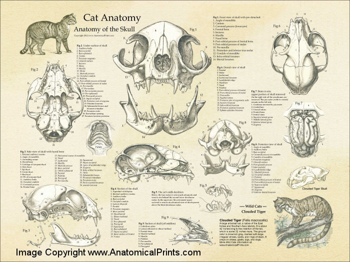Cats Anatomy Drawing Photos