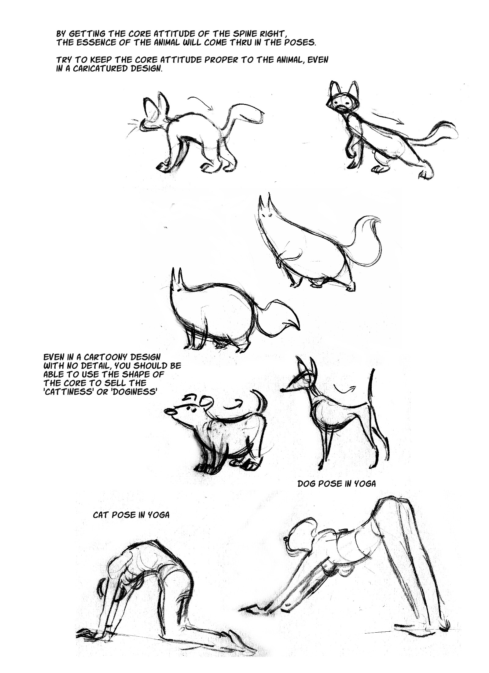 Cats Anatomy Drawing Pic