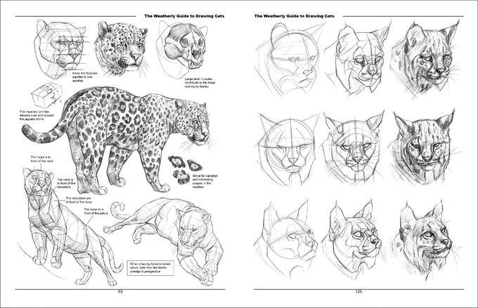 Cats Anatomy Drawing Pics