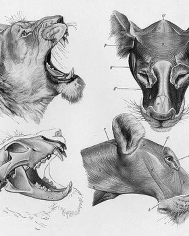 Cats Anatomy Drawing Picture