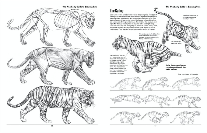 Cats Anatomy Drawing Pictures