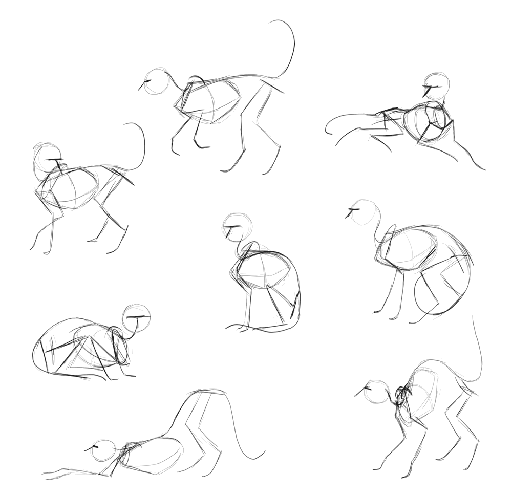 Cats Anatomy Drawing