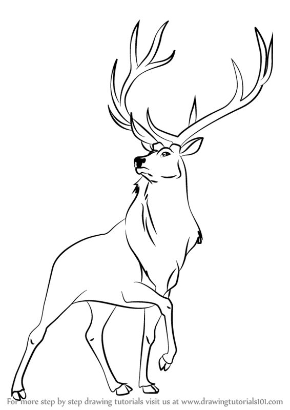 Elk Drawing Pic