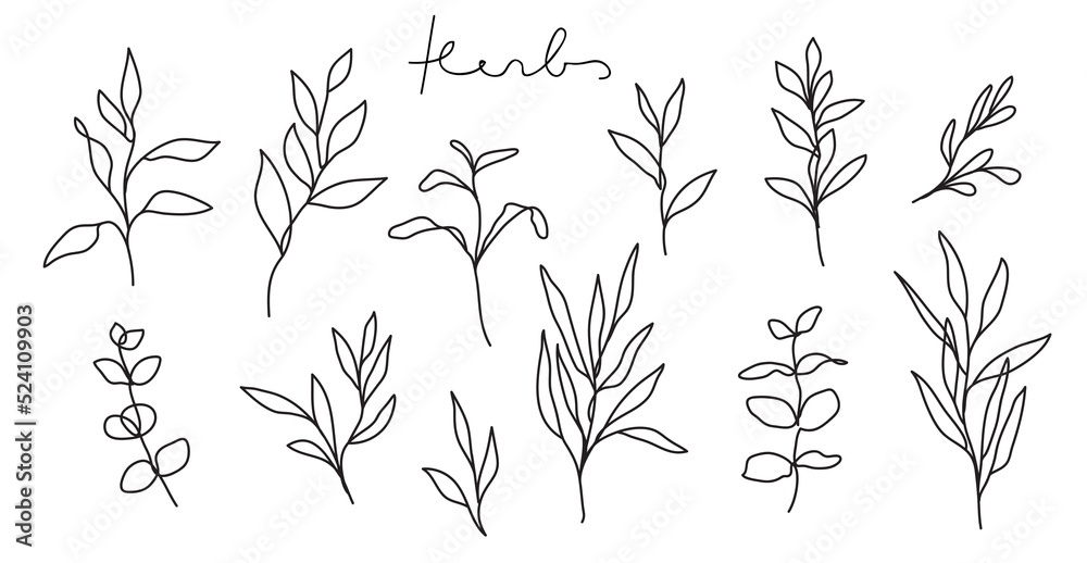 Herbs Art Drawing