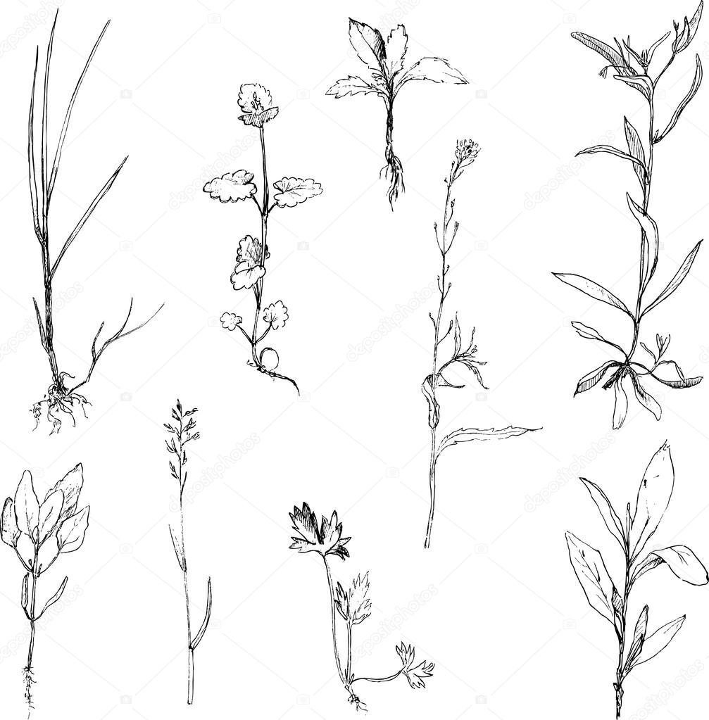 Herbs Drawing Art