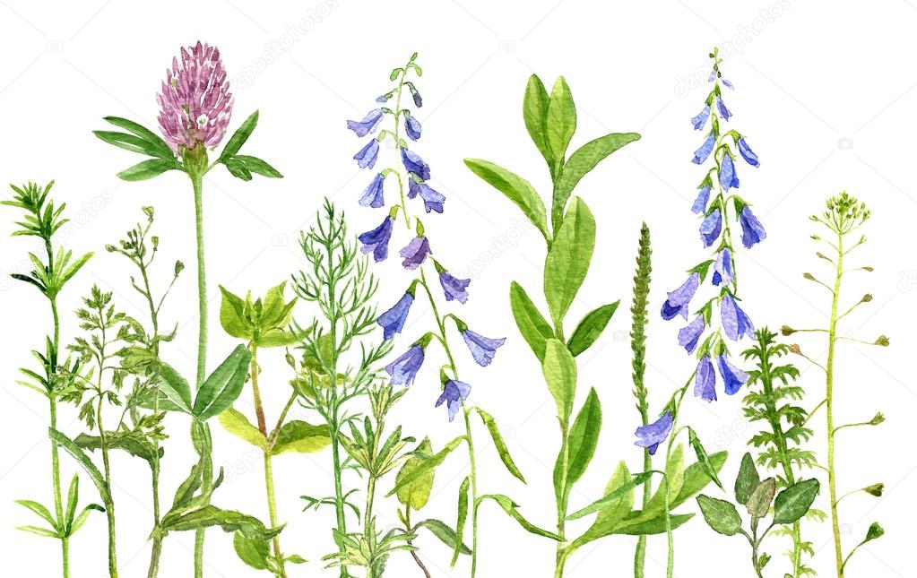 Herbs Drawing Beautiful Image