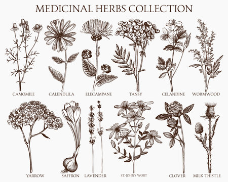 Herbs Drawing High-Quality