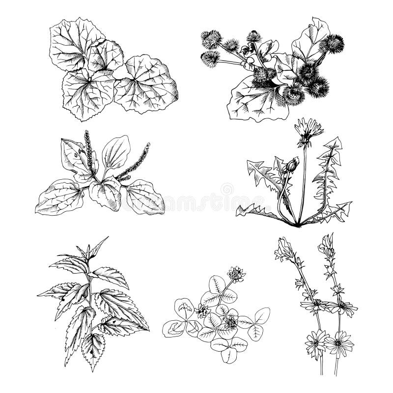 Herbs Drawing Image