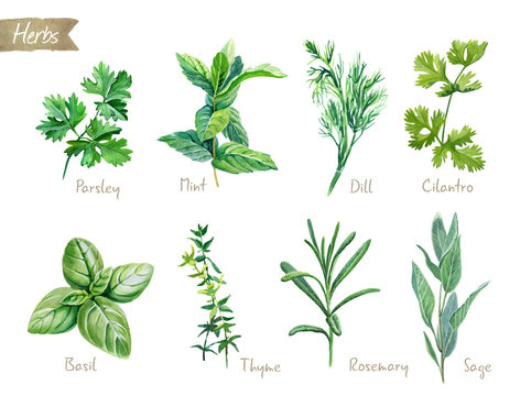 Herbs Drawing Images