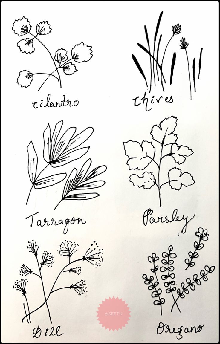 Herbs Drawing Photo