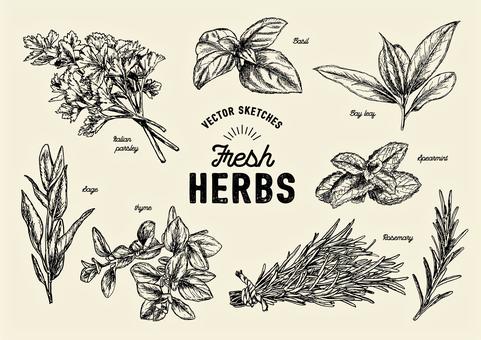 Herbs Drawing Photos