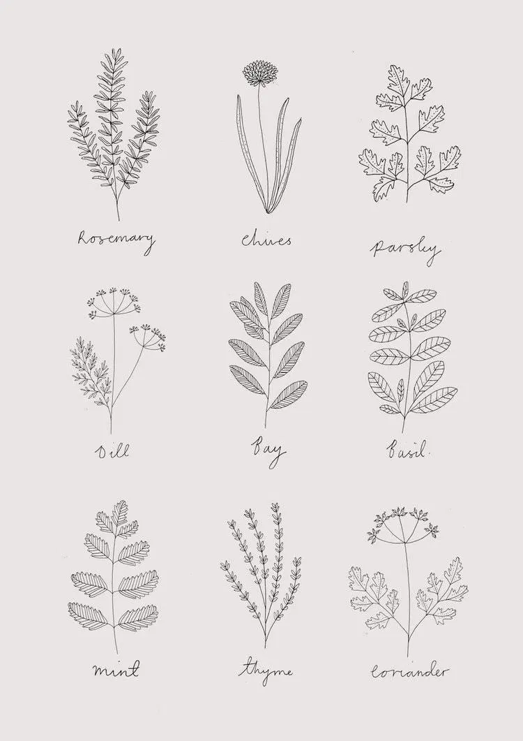 Herbs Drawing Pic