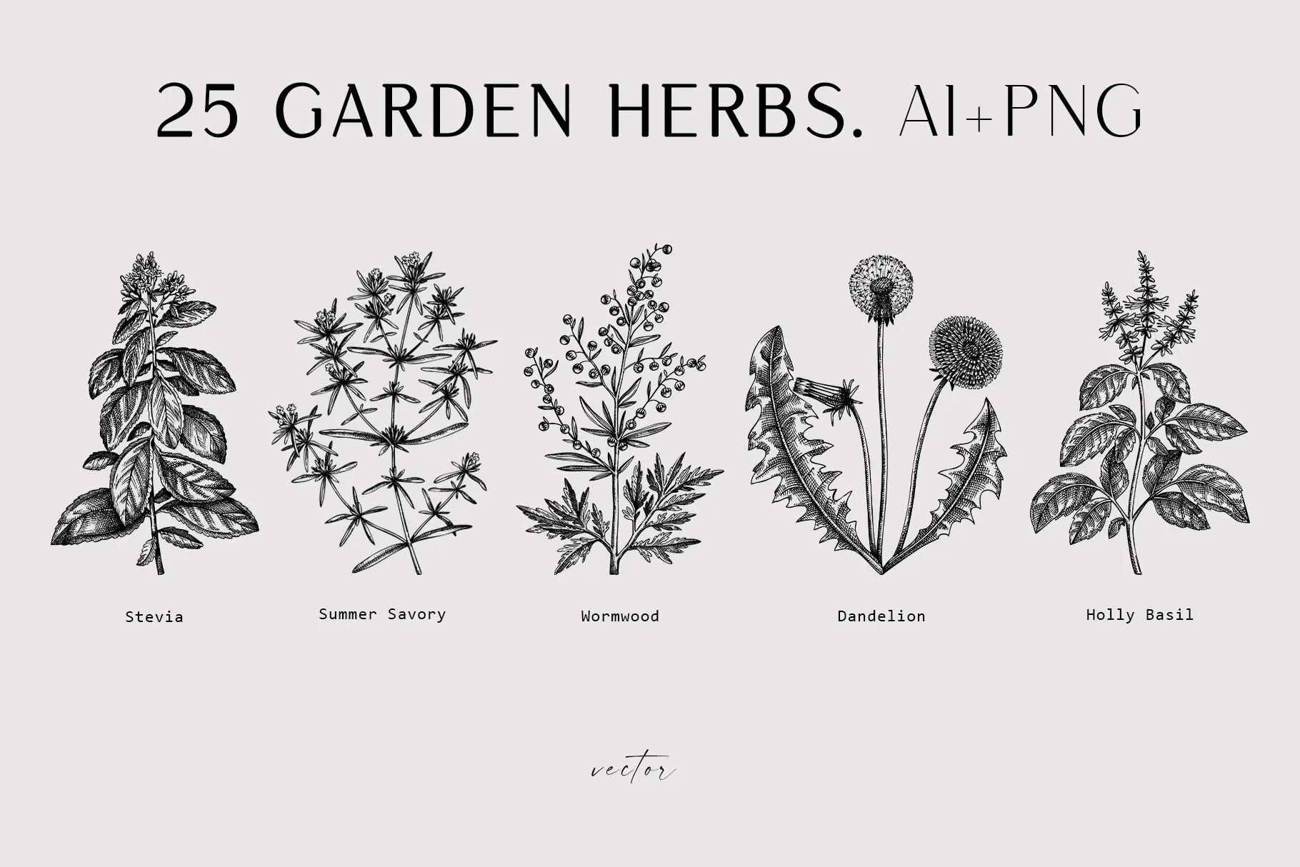 Herbs Drawing Pictures