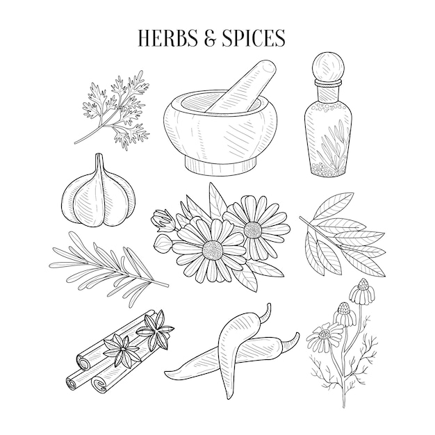 Herbs Drawing Sketch