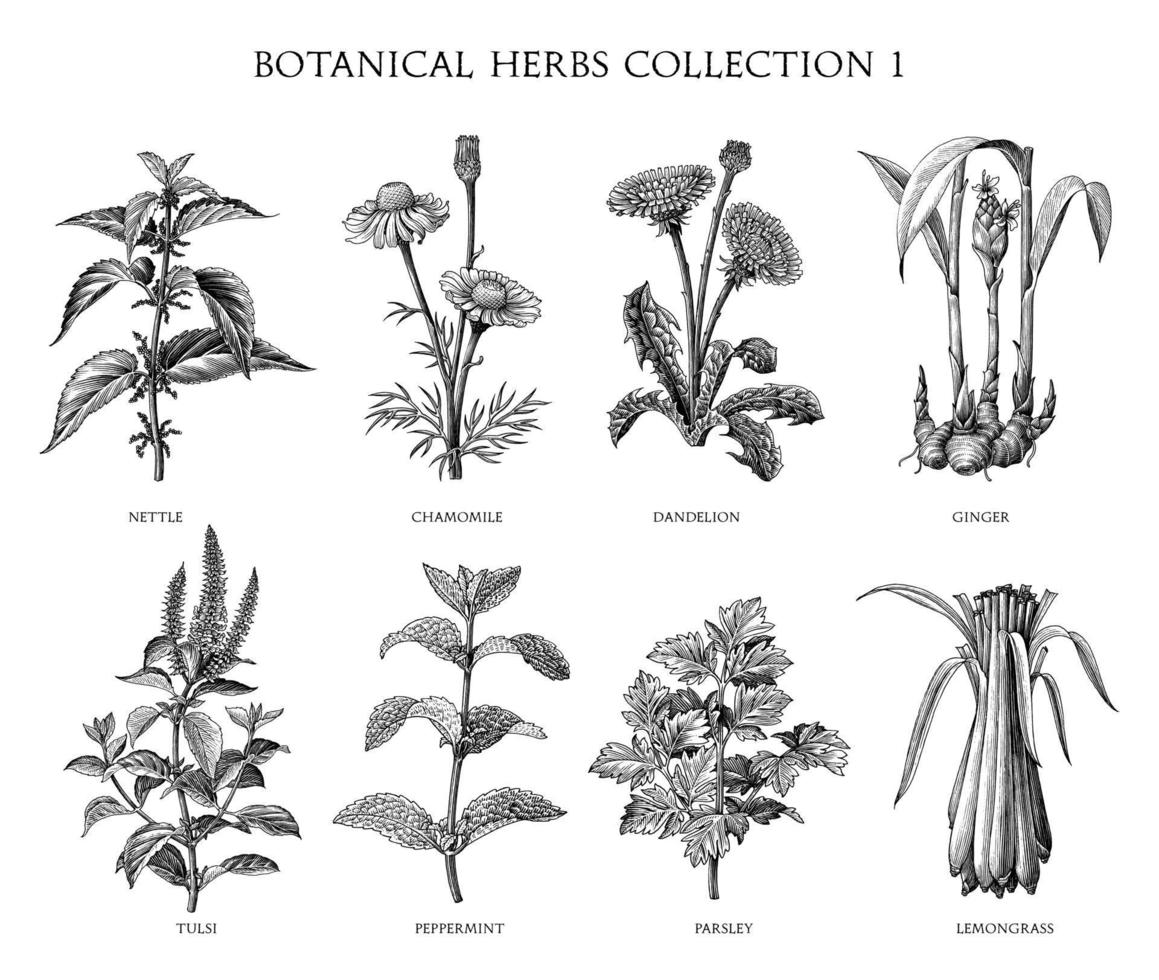 Herbs Drawing