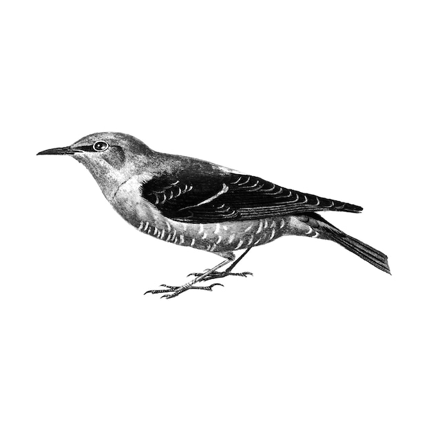 Mockingbird Best Drawing