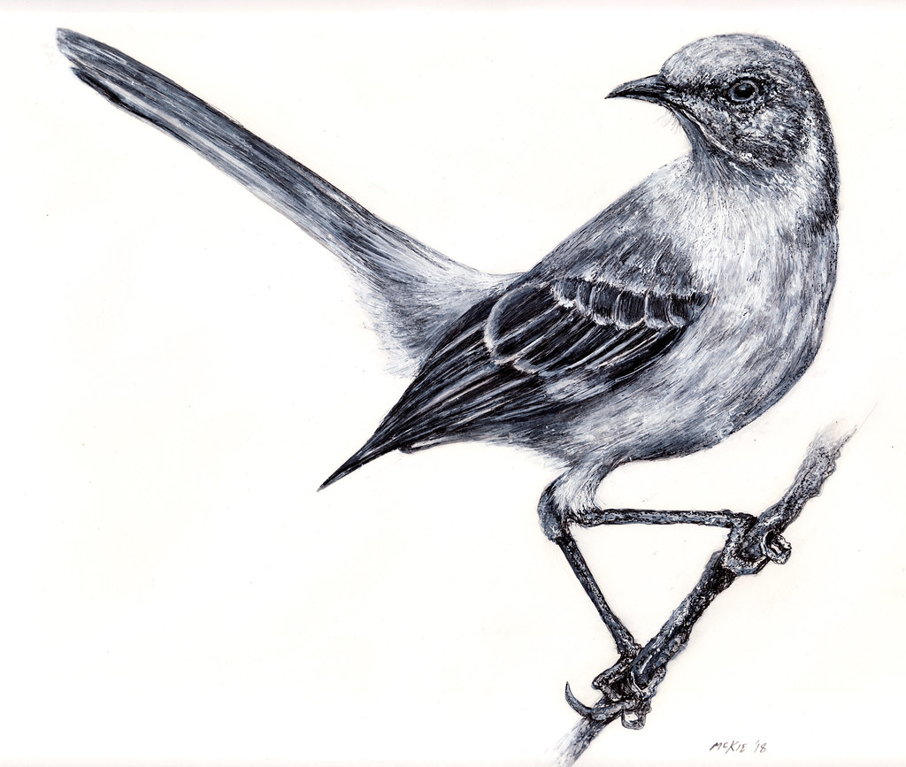 Mockingbird Drawing Amazing