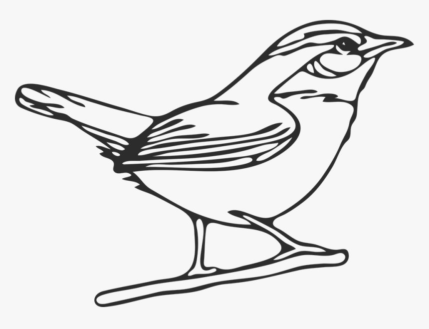 Mockingbird Drawing Photos