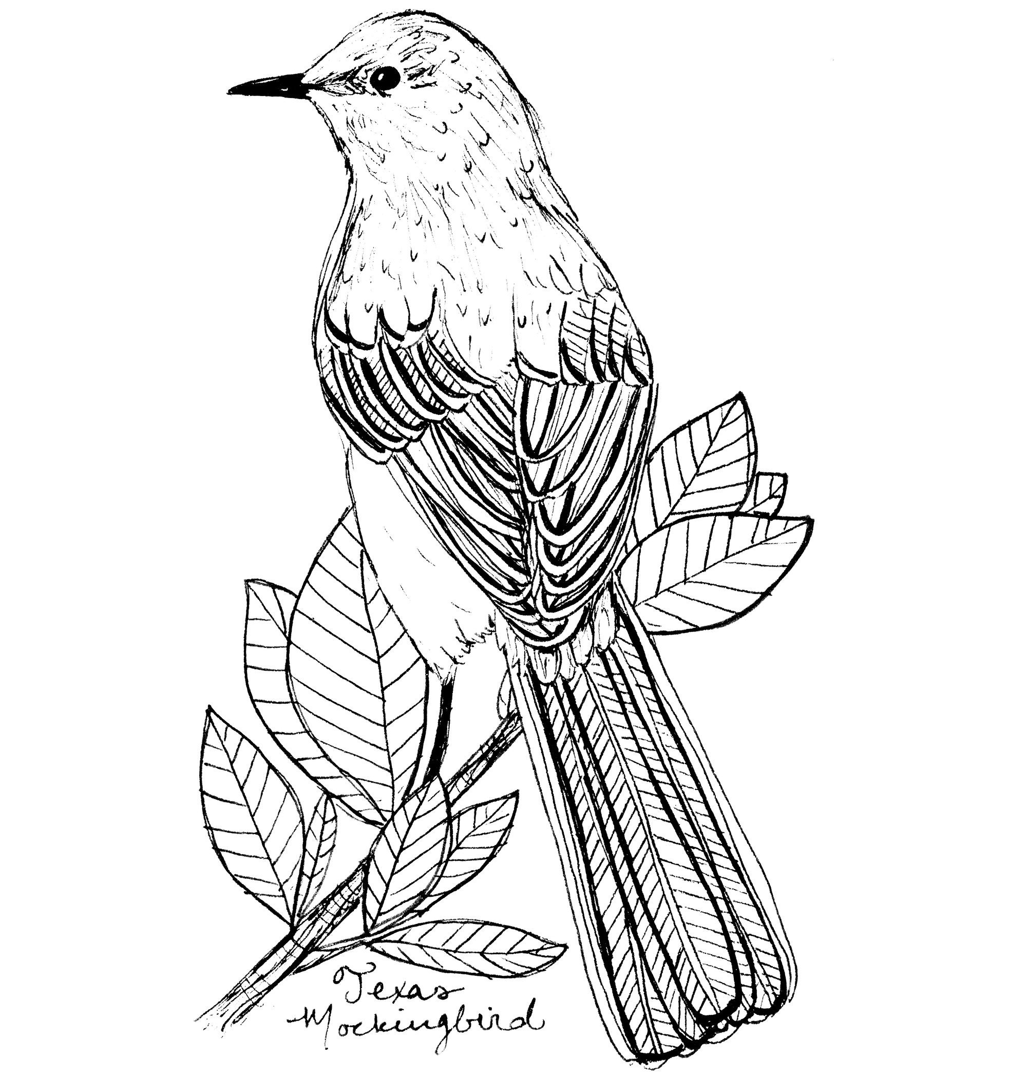 Mockingbird Drawing Picture