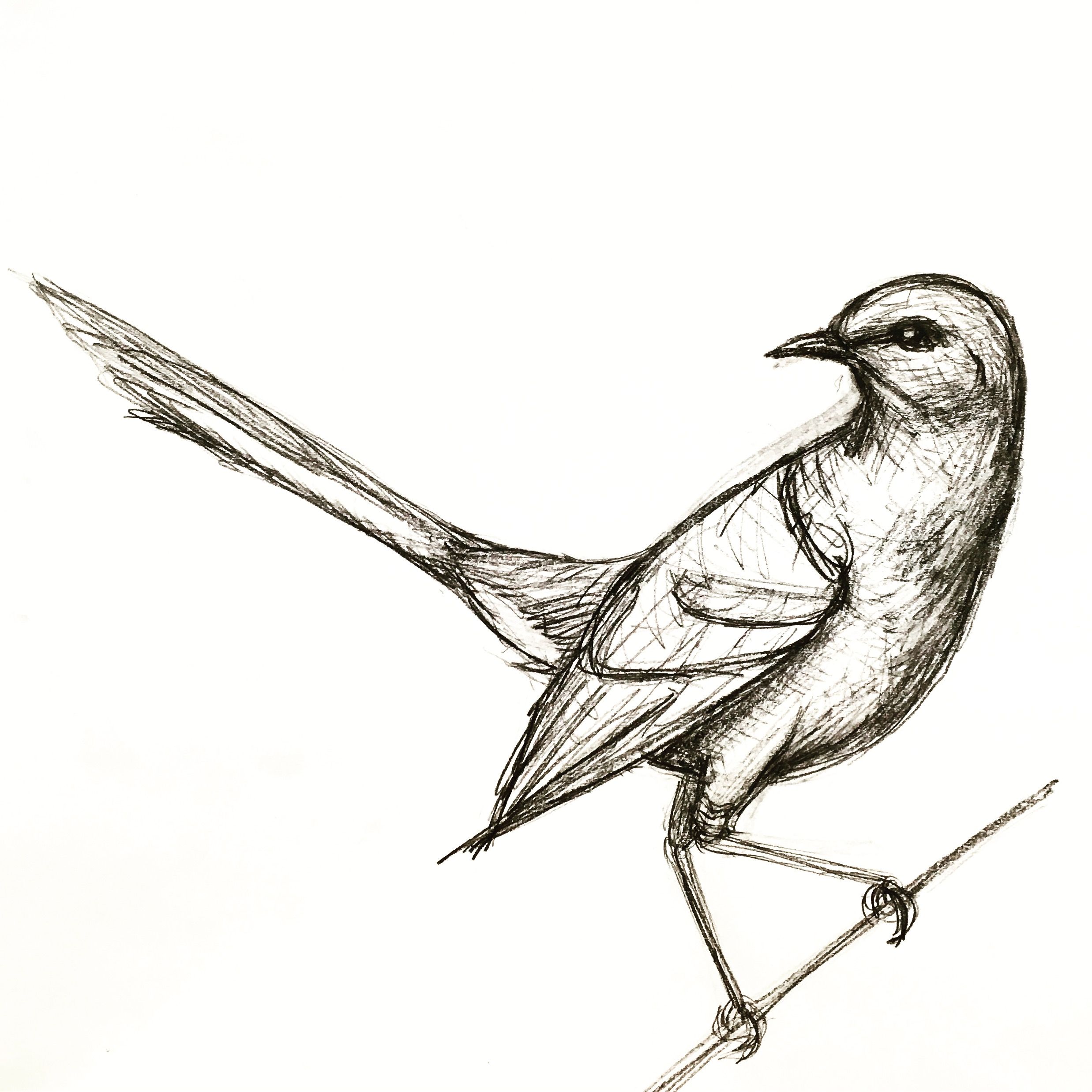 Mockingbird Drawing Pictures