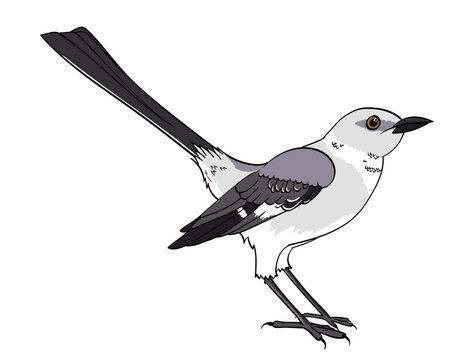 Mockingbird Drawing Realistic