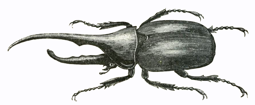 rhinoceros beetle vector sketch 7313323 Vector Art at Vecteezy