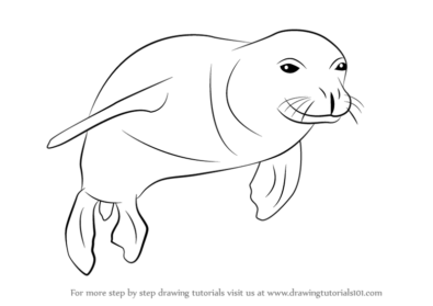 Seal Drawing Amazing - Drawing Skill