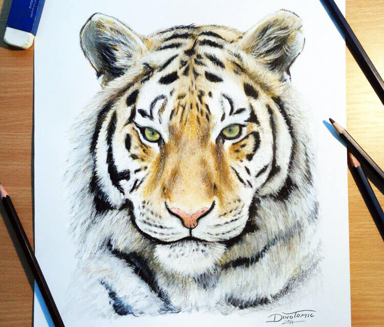 Realistic tiger colored pencil drawing Instagram: @azar.an | Tiger drawing,  Tiger art drawing, Pencil drawings of animals