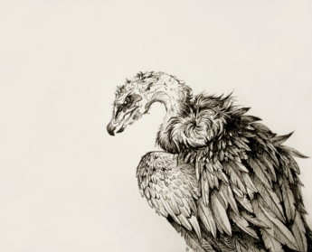 Vulture Amazing Drawing - Drawing Skill