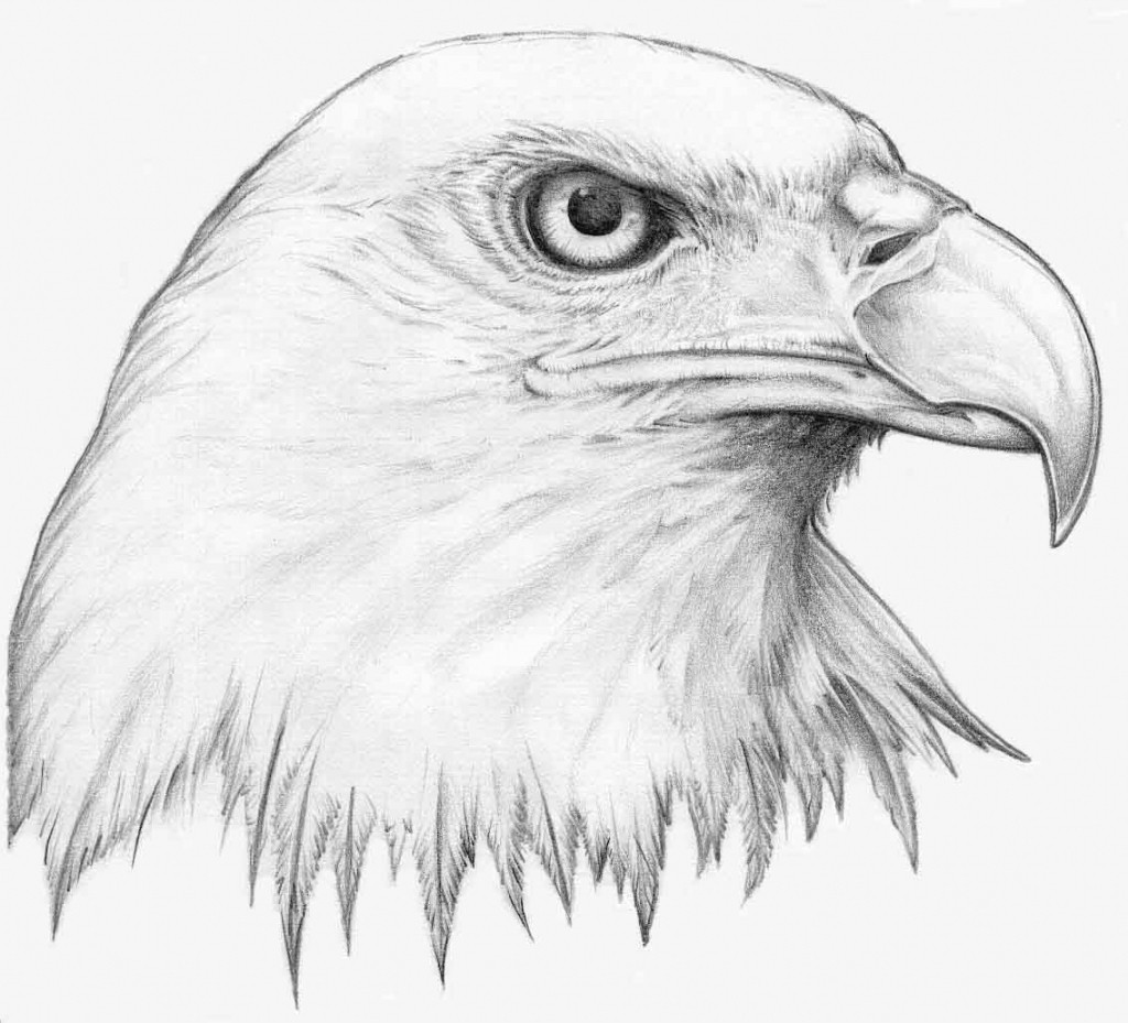  Animal Sketches To Draw with Realistic